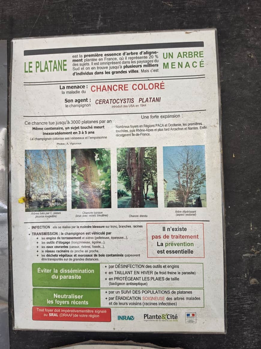 Panneau d’information sur le chancre coloré menaçant les platanes