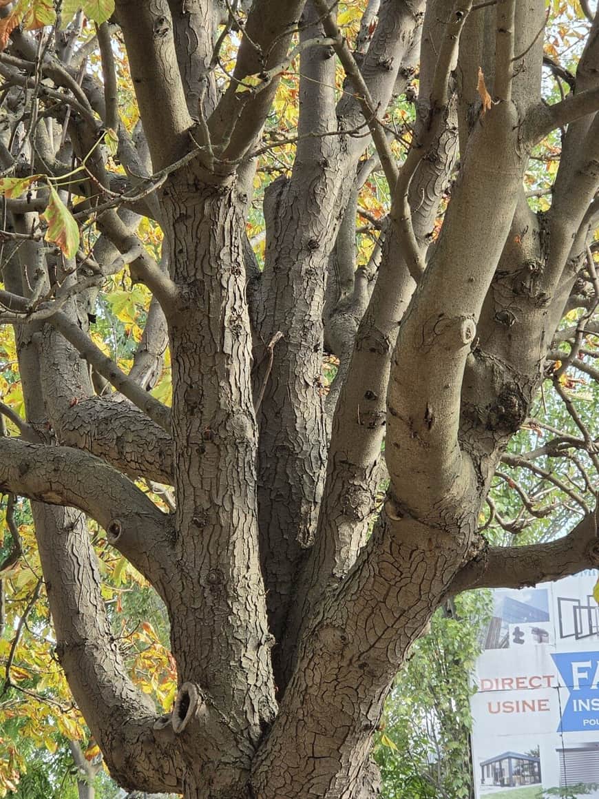 Gros plan sur le tronc multiple d’un arbre devant des bâtiments d’activité