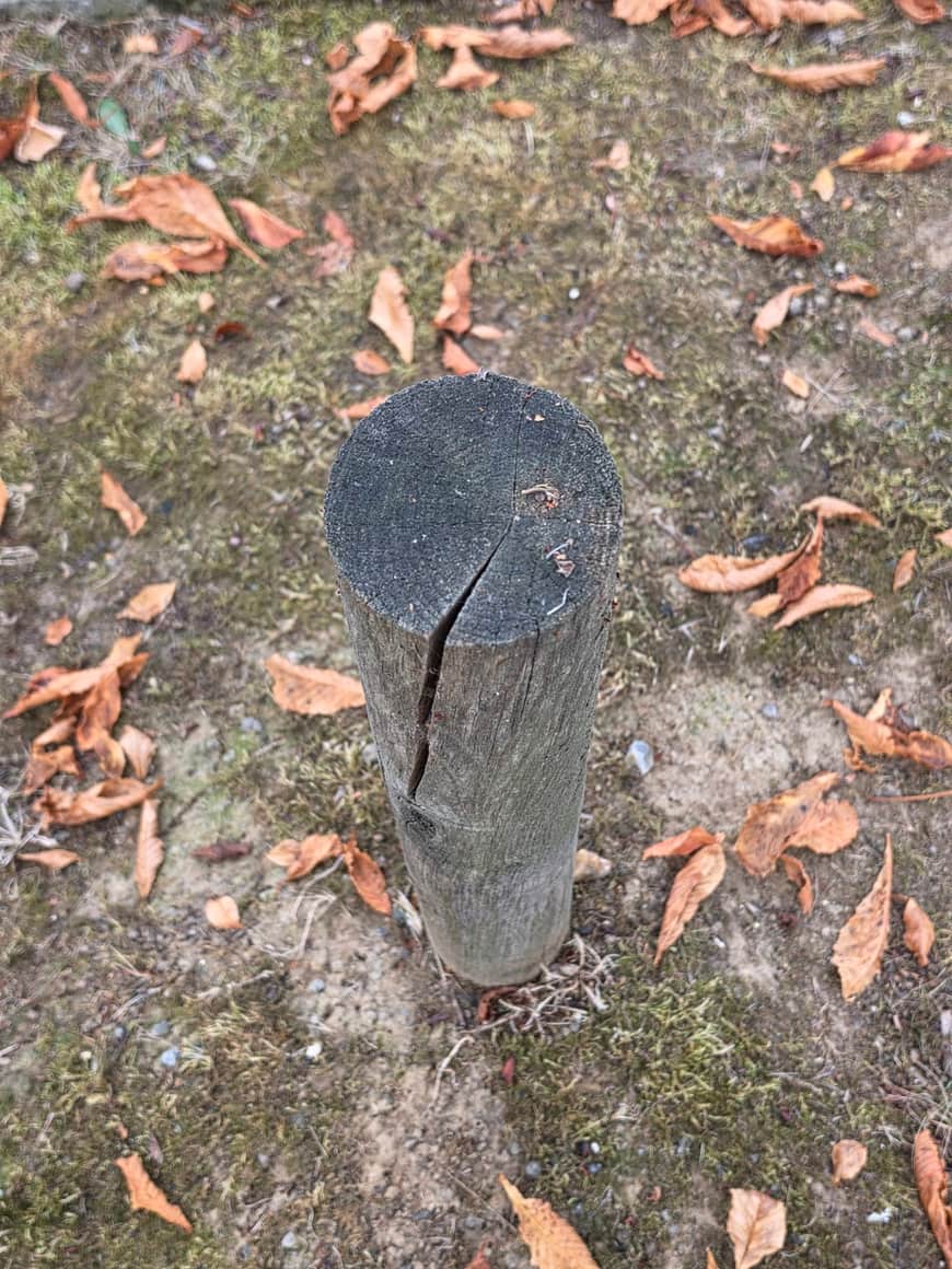 Potelet de bois fendu vu en plongée, dont la section supérieure très sombre laisse à peine distinguer les cernes