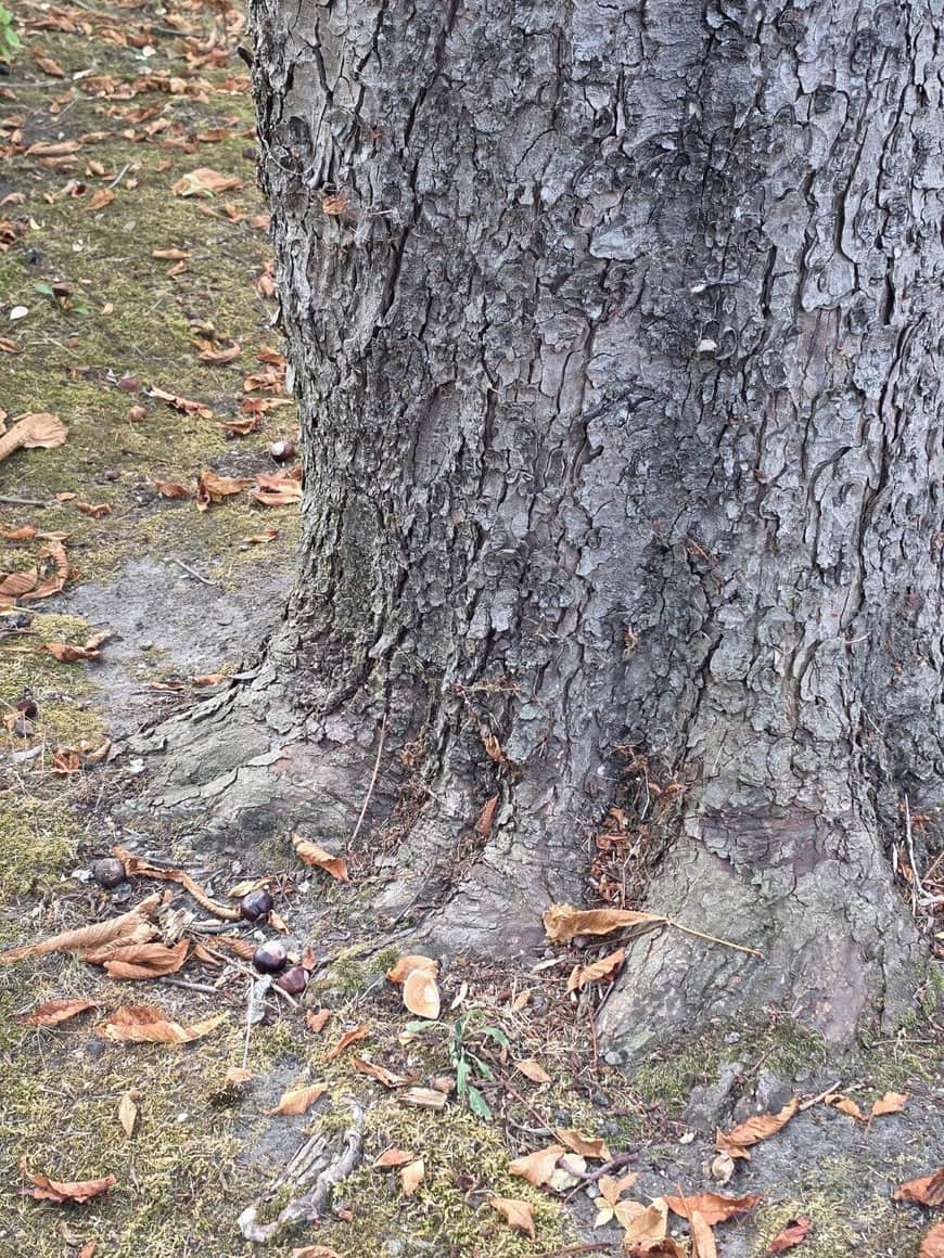 Base d’un grand tronc à l’écorce crevassée, entourée de feuilles mortes et de marrons tombés