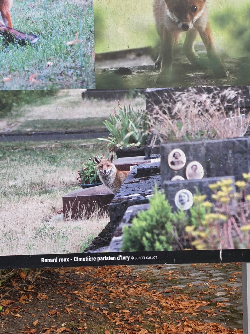 Panneau photographique montrant des renards roux parmi des tombes et portant la mention Cimetière parisien d’Ivry, crédit Benoît Gallot