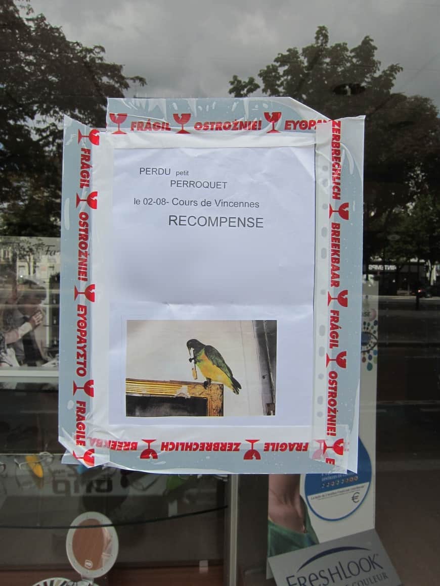 Avis de recherche pour un petit perroquet, coordonnées masquées.