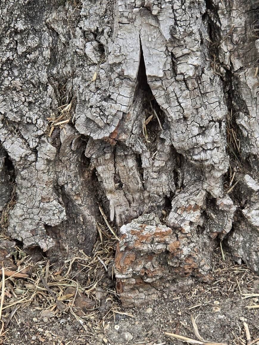 Pied d’un arbre à l’écorce très épaisse, grise et profondément crevassée en plaques