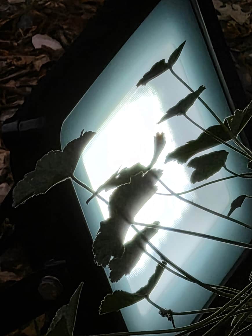 Dalle lumineuse quadrangulaire vue en contre-plongée derrière des tiges et des feuilles sombres