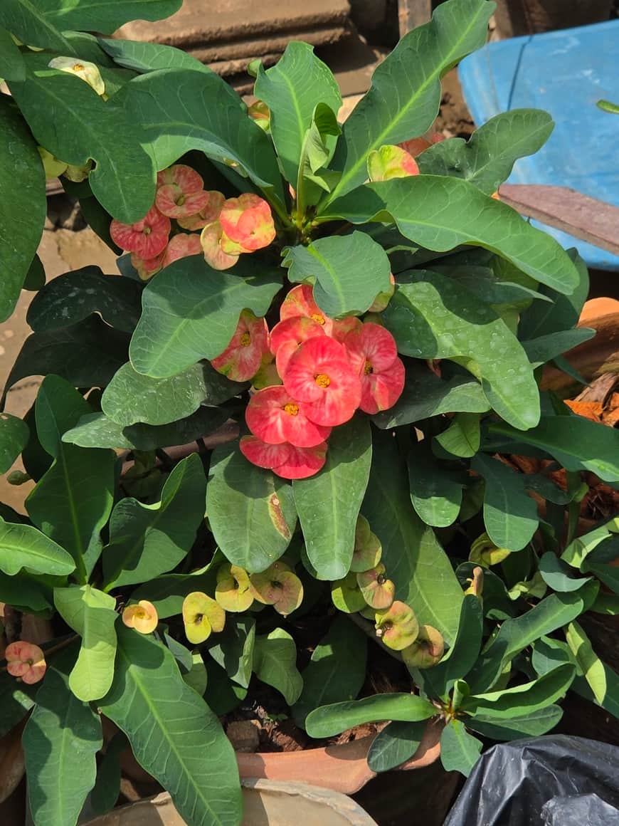 Fleurs rouge orangé parmi des feuilles vertes.