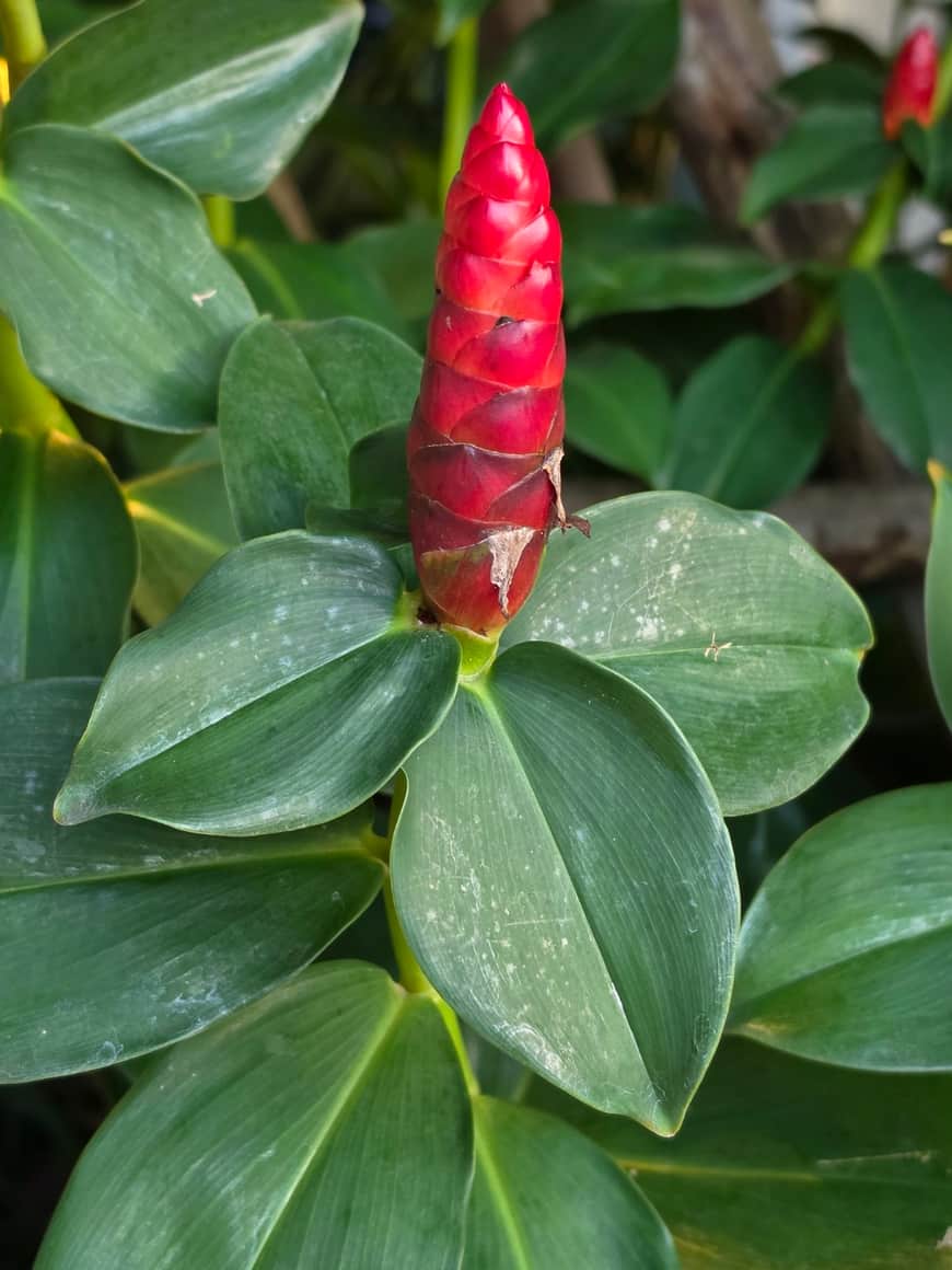 Épi floral rouge parmi de grandes feuilles vertes.
