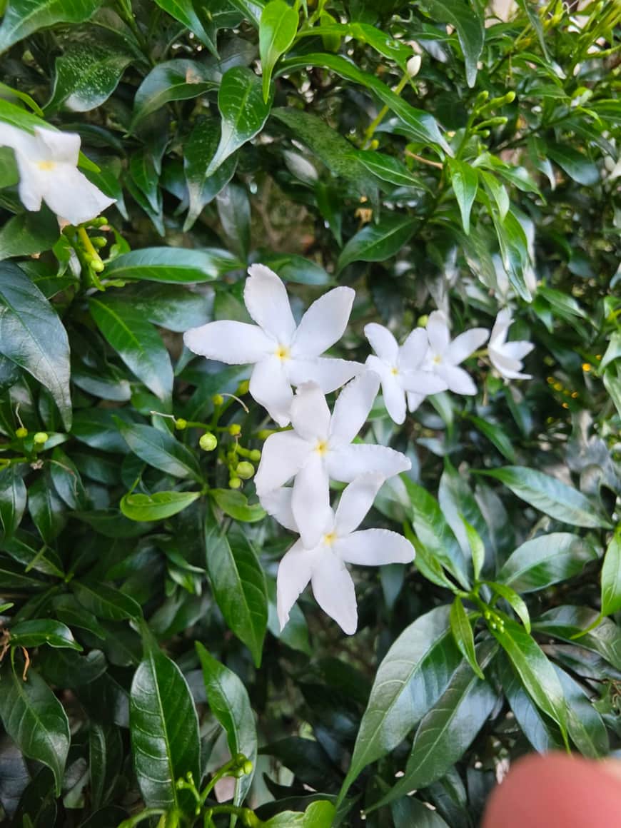 Fleurs blanches parmi des feuilles vertes.