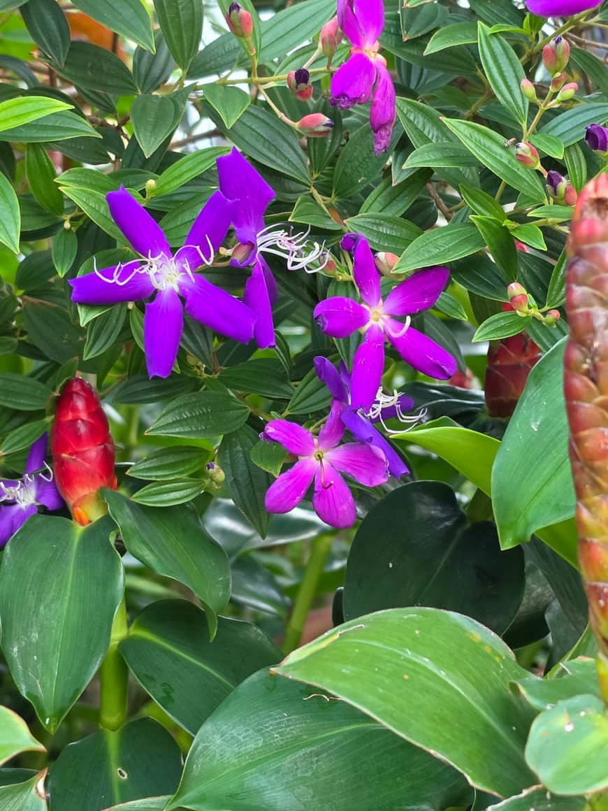 Fleur violette au milieu de feuilles vertes.