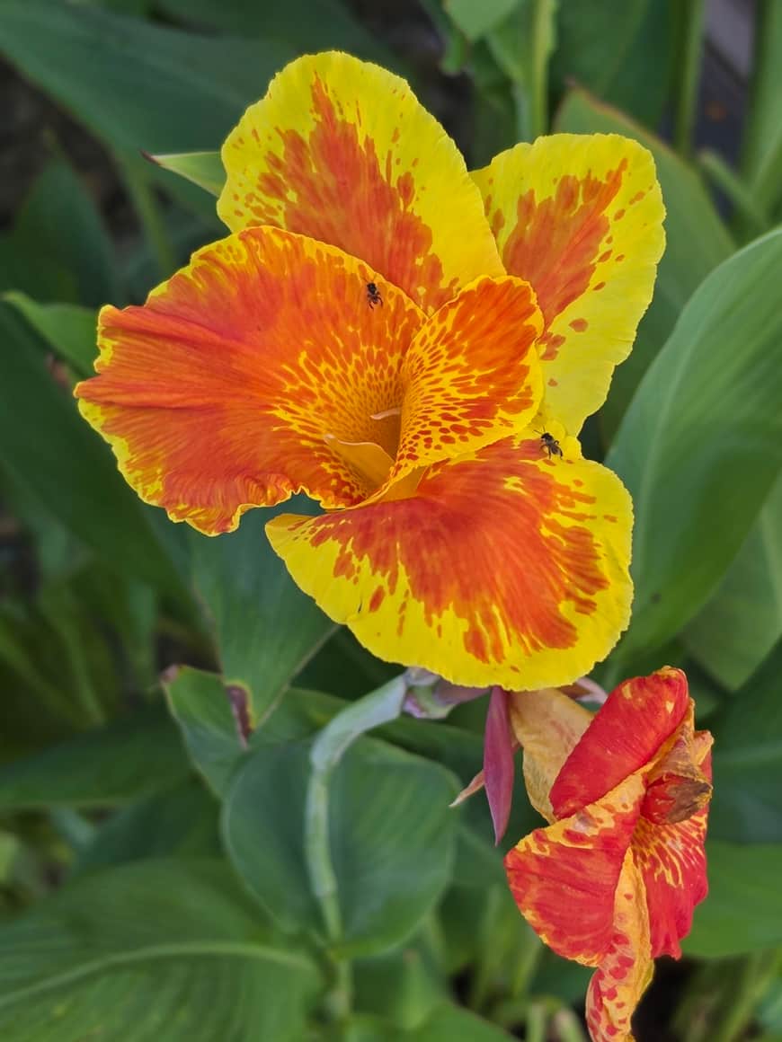 Fleurs orange et jaunes en gros plan.