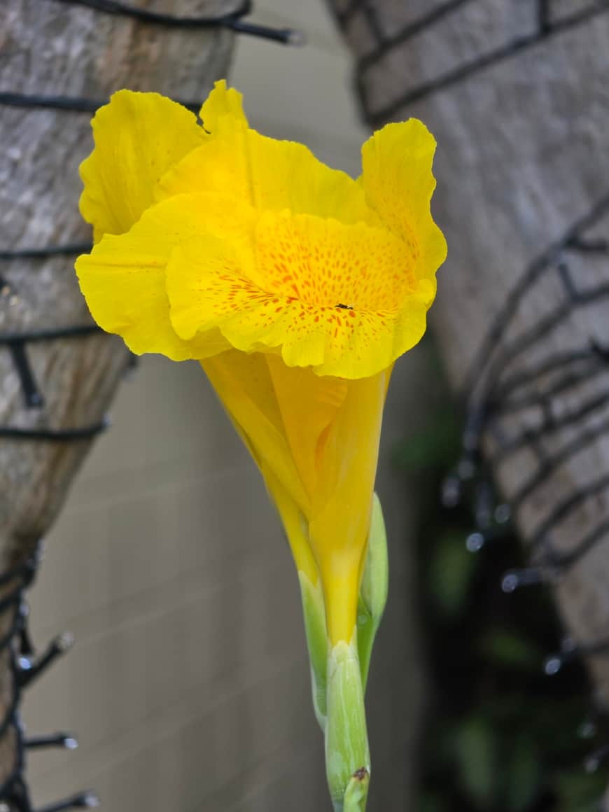 Fleur jaune dressée au-dessus d’une tige.