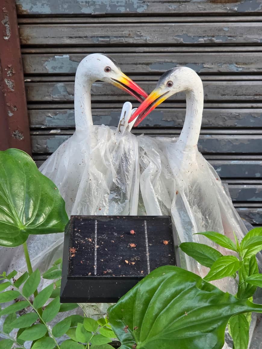 Deux oiseaux blancs se font face au-dessus d’un petit panneau.