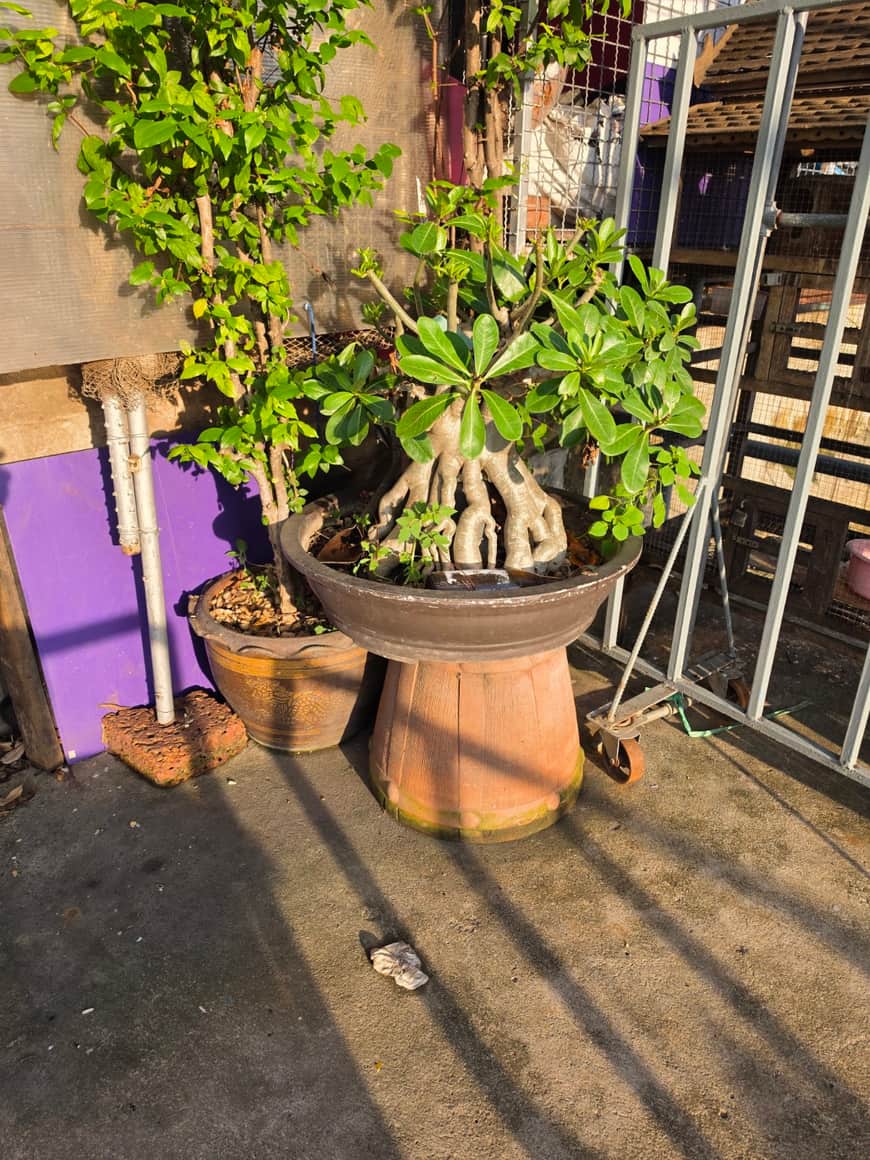 Plante en pot placée sur le trottoir.