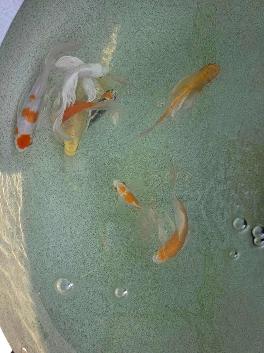 Poissons blancs et orangés nageant dans l’eau.