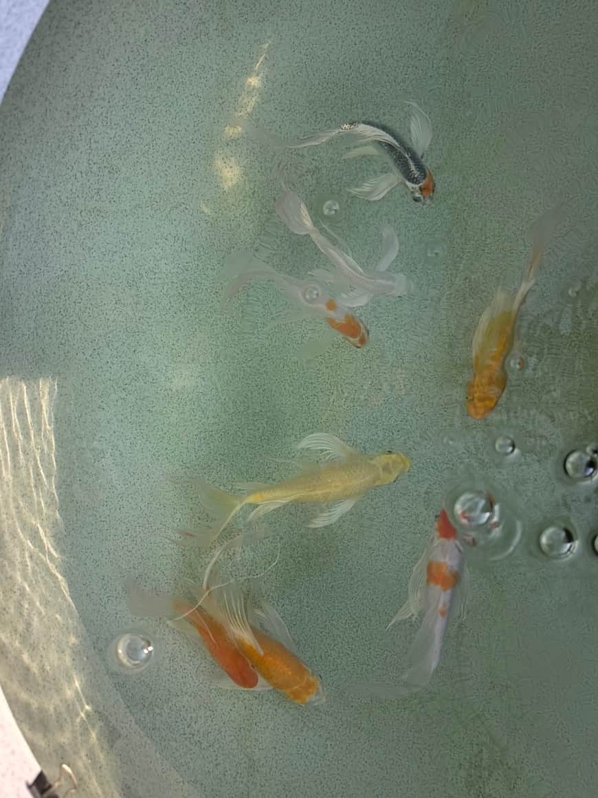 Poissons vus dans un bassin à l’eau trouble.