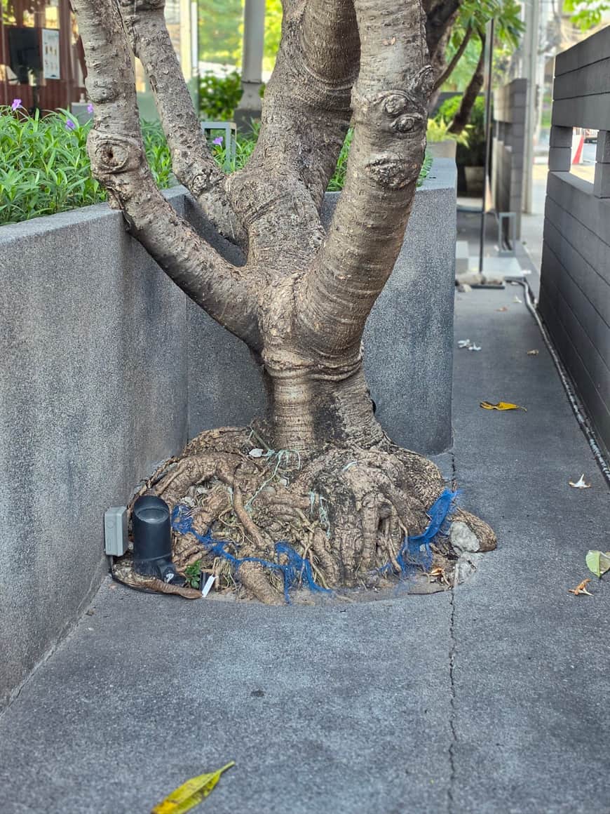 Arbre au bord du trottoir, racines visibles autour du pied.