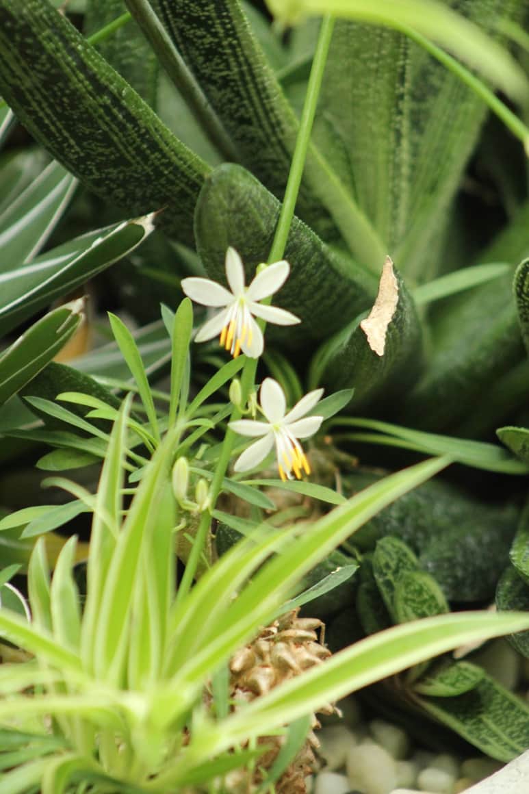 Petites fleurs blanches à étamines jaunes parmi des feuilles vertes striées