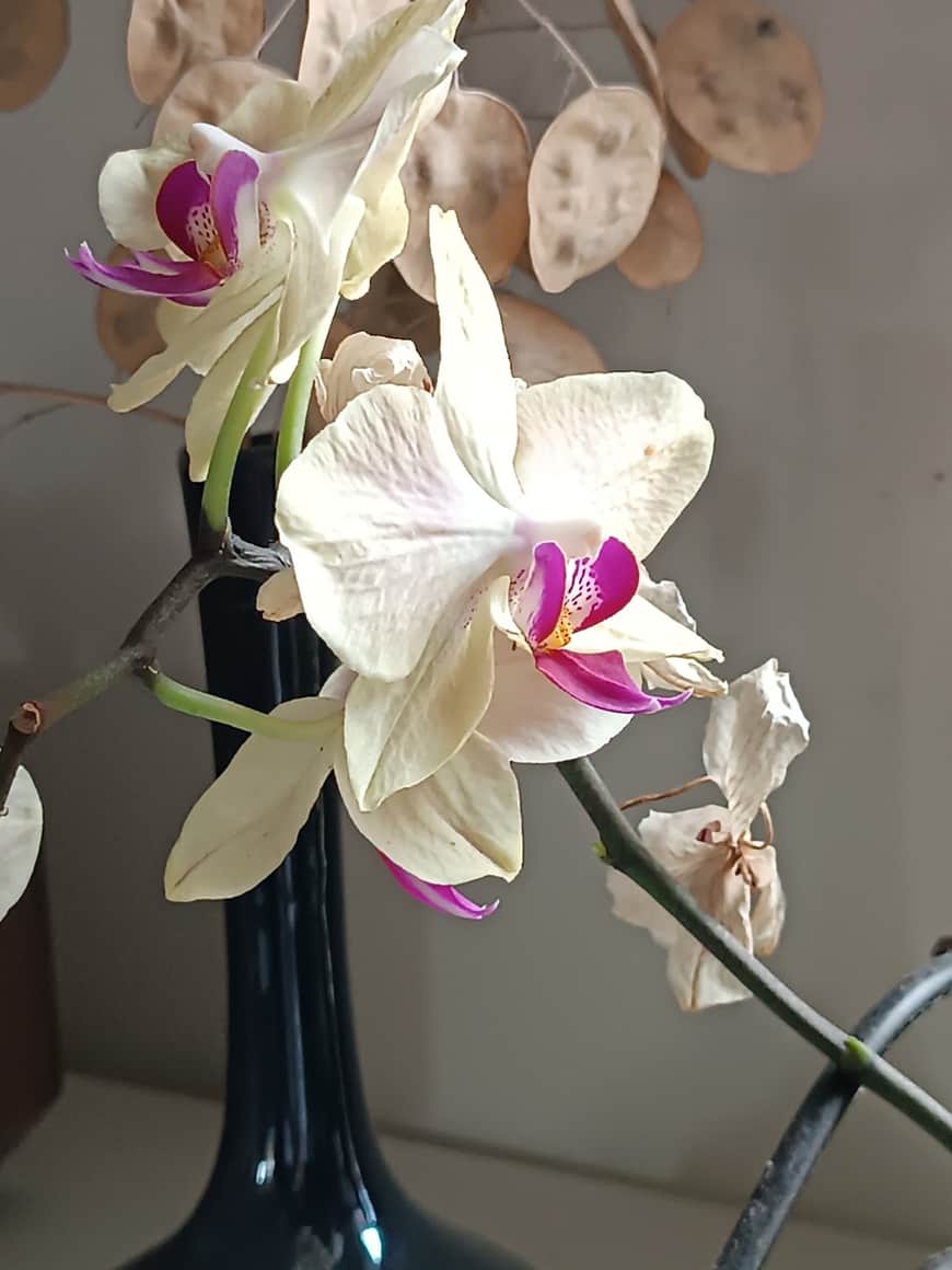 Orchidées blanches au cœur rose dans un vase sombre