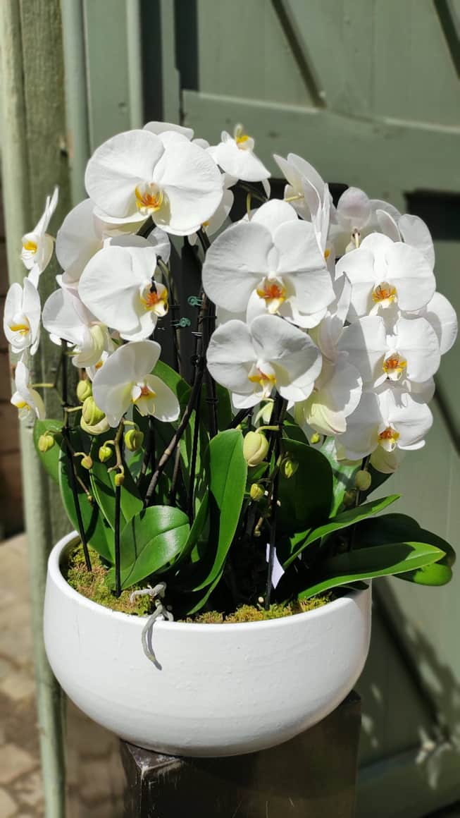 Bouquet dense d’orchidées blanches devant une porte verte