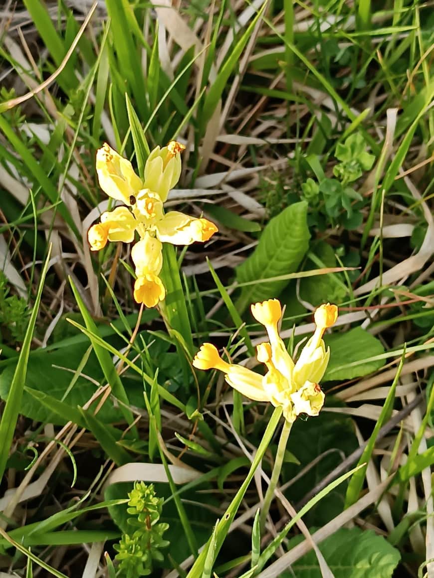 Deux fleurs jaunes sauvages parmi des herbes hautes