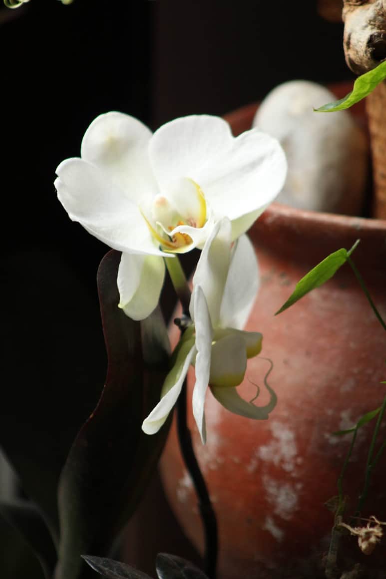 Orchidée blanche isolée devant un grand pot de terre cuite