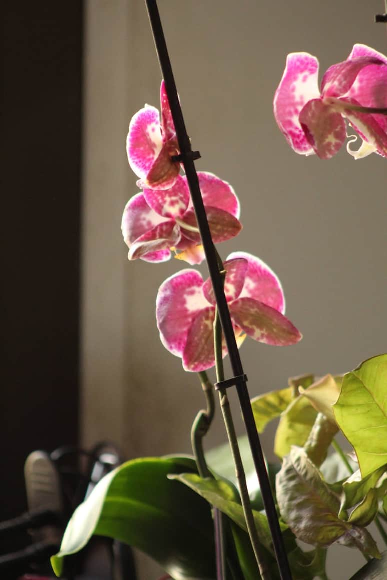 Orchidées roses ponctuées de blanc éclairées de côté