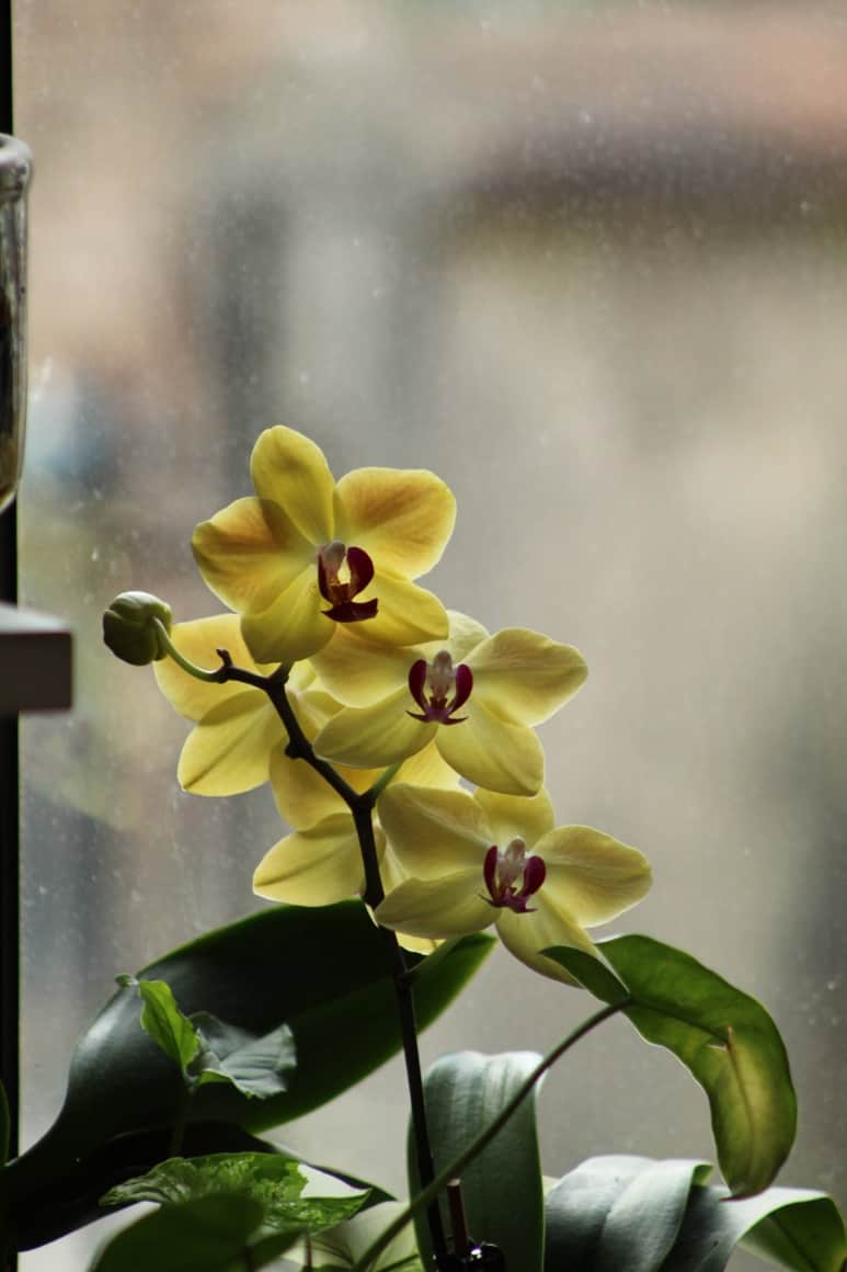 Orchidées jaunes devant une vitre couverte de buée