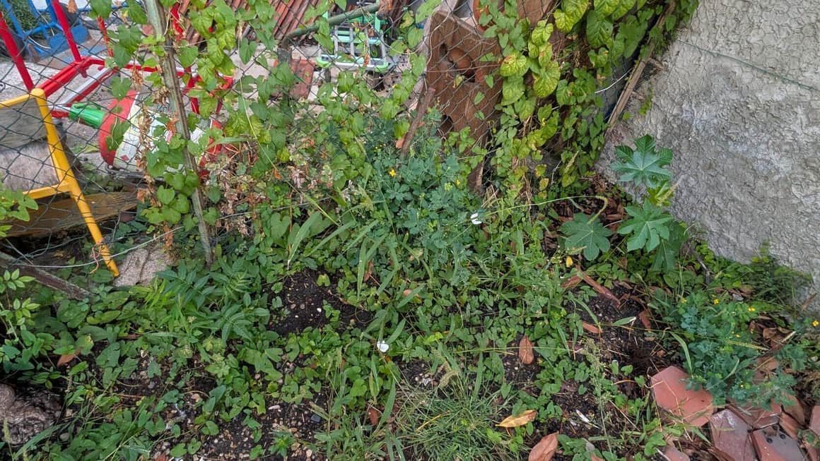 Végétation spontanée, fleurs et briques au pied d’un mur