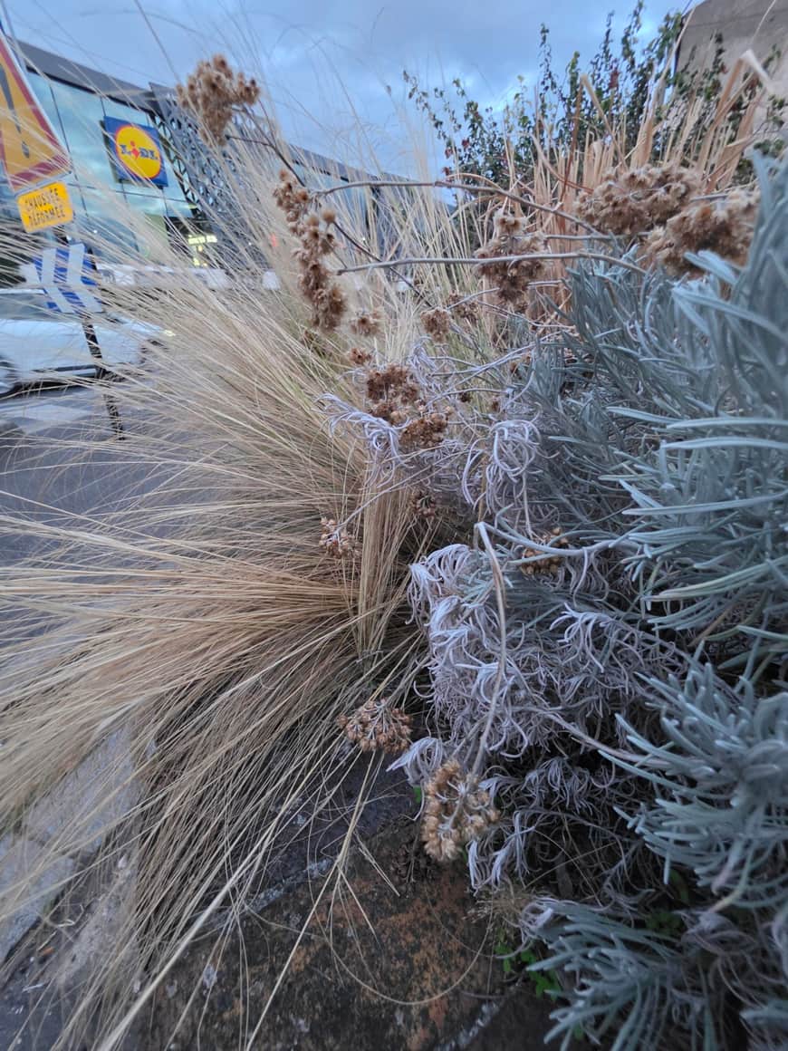 Graminées sèches et feuillage argenté dans une jardinière urbaine